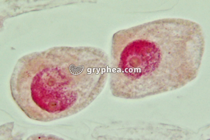 Mitose cellules de racine d'Ail - Cellules-filles x800 - gryphea.com